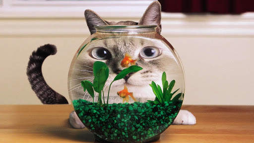 Aquarium Live Wallpaper - backgrounds hd screenshot 4