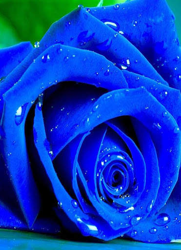 Blue Rose Wallpaper screenshot 1