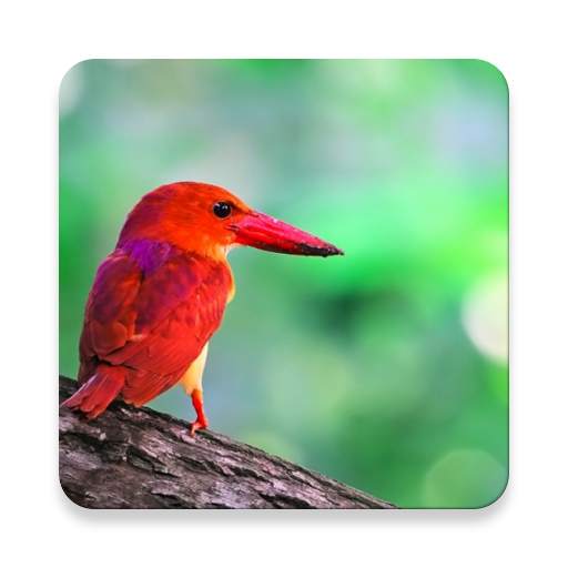 Kingfisher Bird Sound Collections ~ Sclip.app 1.0.2