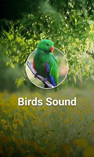 Bird Sounds screenshot 1