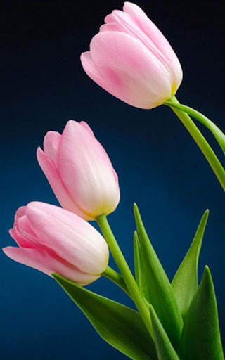HD Pink Tulips Live Wallpaper screenshot 6