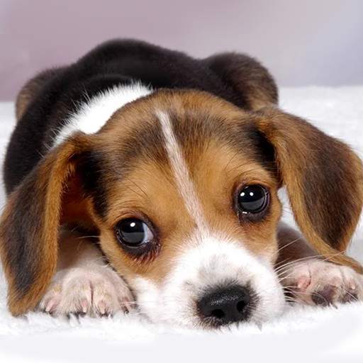 Hound Dog Simulator 1.1.4