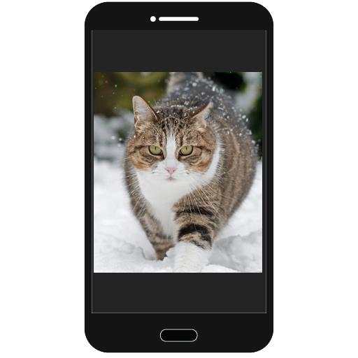 Cats Photo Collection screenshot 4