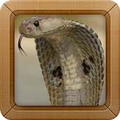 King Cobra Wallpapers Picture logo