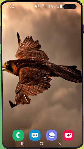 Eagle Wallpaper Best HD screenshot 12
