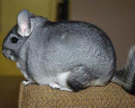 Chinchilla Wallpapers screenshot 1