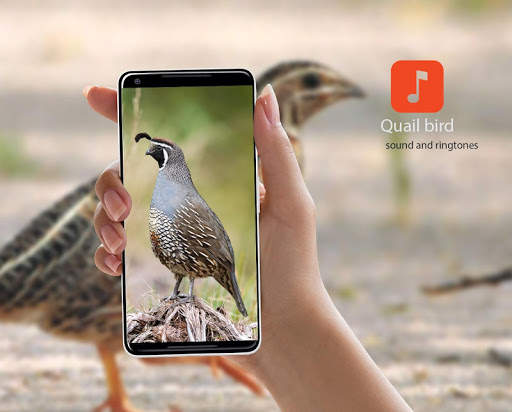 Quail bird calls screenshot 1