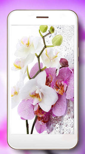 Orchids Photo screenshot 6