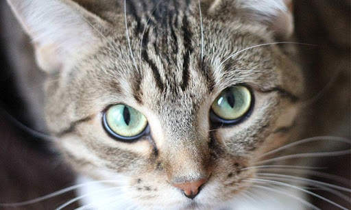 Sassy Cat Live Wallpaper screenshot 16