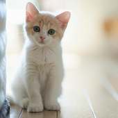 Kittens Jigsaw Puzzles logo
