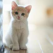 Kittens Jigsaw Puzzles 1.0