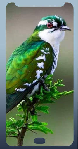 Bird wallpaper HD 2020 screenshot 5