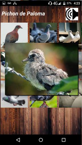 Sonidos de Palomas screenshot 3