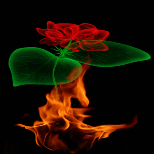 ikon Fiery Rose Magic LWP