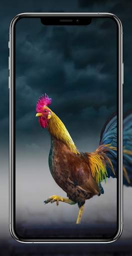 Birds Wallpapers HD - Parrot Wallpaper-Eagle Walls screenshot 3