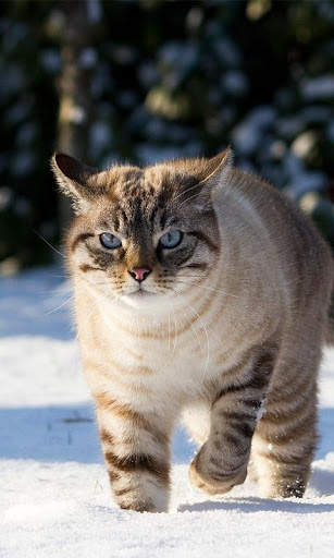 Snow Cats Live Wallpaper screenshot 3
