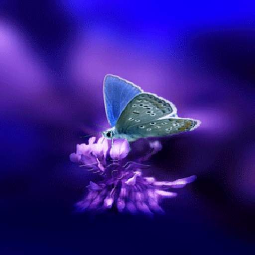 3d Butterfly Live Wallpaper 3