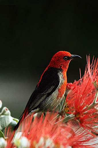 Bird Wallpaper screenshot 7