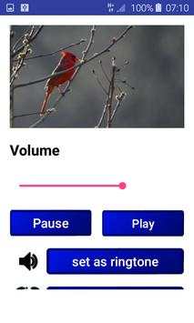 Birds Songs and Sounds (HD Sounds) screenshot 2