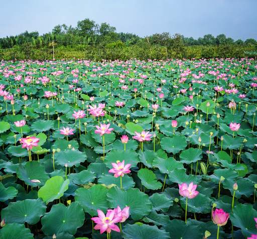 Lotus Wallpaper screenshot 1