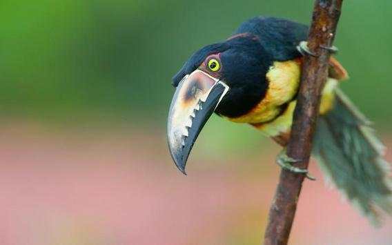 Toucan Bird HD Wallpaper screenshot 6