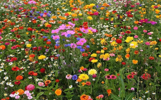 Flowers Live Wallpaper screenshot 12