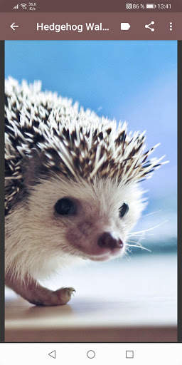 Hedgehog Wallpapers screenshot 2