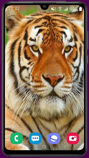 Royal Tiger Wallpaper HD 3 تصوير الشاشة