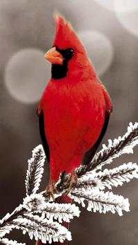 Beautiful Birds Wallpapers HD2 screenshot 1