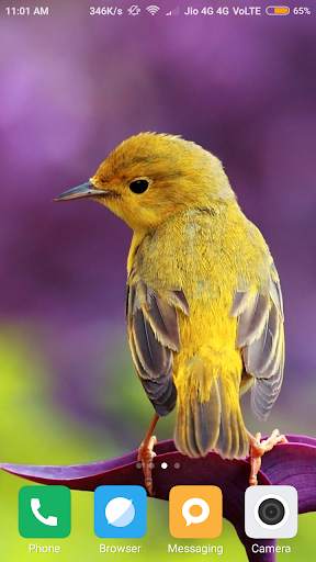 Bird Wallpapers screenshot 4