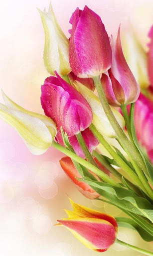 HD Pink Tulips Live Wallpaper screenshot 11