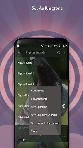 Pigeon Sounds скриншот 2