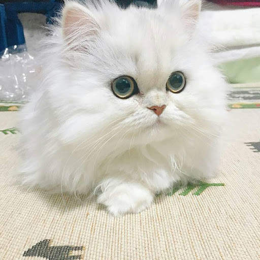 Hot Funny Cute Cats Wallpapers screenshot 3