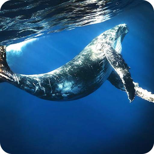Angry Whale 2018 1.0