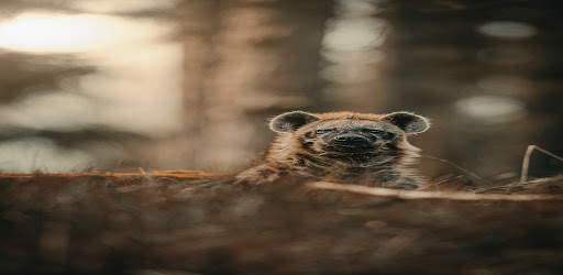 hyena sounds screenshot 1