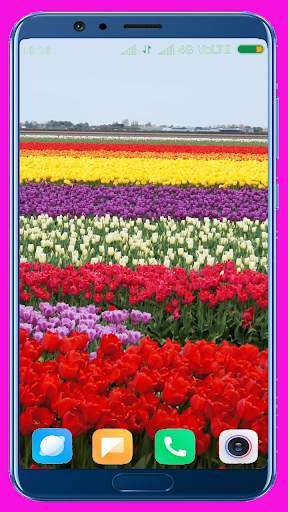 Tulips Flower Wallpaper Best 4K screenshot 7