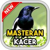Bird chirp Copsychus saularis 1.2
