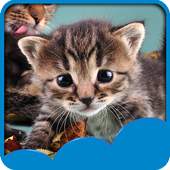 Cute Cats Live Wallpapers 1.6