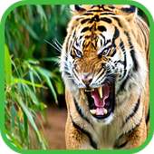 Animal sounds on 9Apps