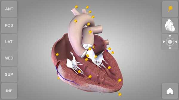 Heart 3D Anatomy Lite screenshot 7