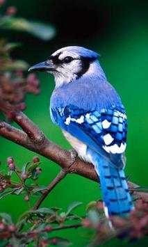 Cute Birds Wallpaper स्क्रीनशॉट 1