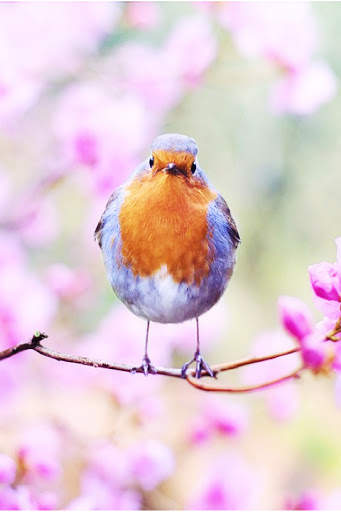 Bird Wallpaper screenshot 1