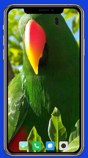 Parrot Wallpaper HD screenshot 11