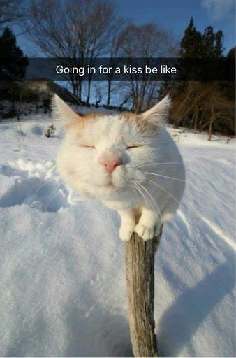 Funny Animal Meme screenshot 4