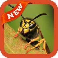 Wasp Wallpaper on 9Apps