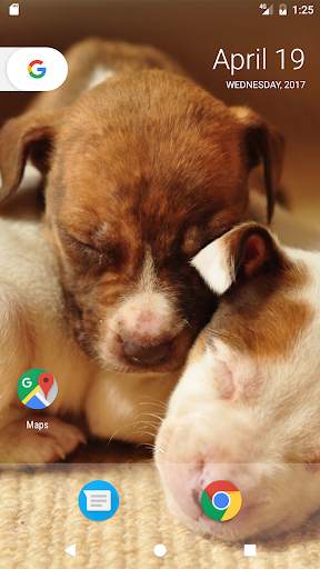 Pitbull Pup Wallpaper HD 4 تصوير الشاشة