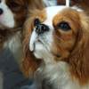 Cavalier King Spaniel Jigsaw 1.0