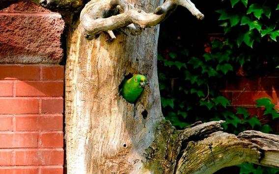 Parrot Bird HD Wallpaper screenshot 3