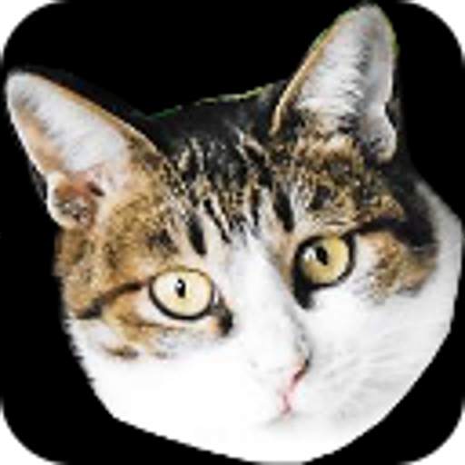 Angry My Cats 1.3