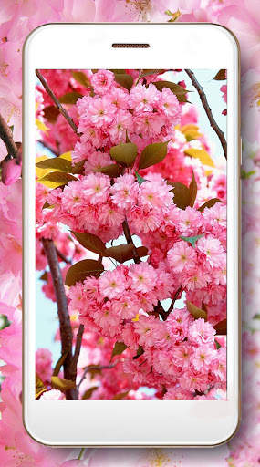 Cherry Sakura screenshot 4